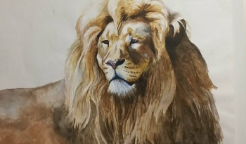 Oude leeuw